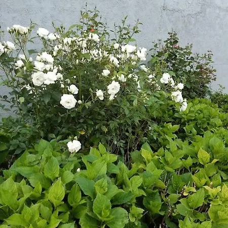 Au Bocage Parfume Gite De La Ciflorette*** Wirwignes Buitenkant foto