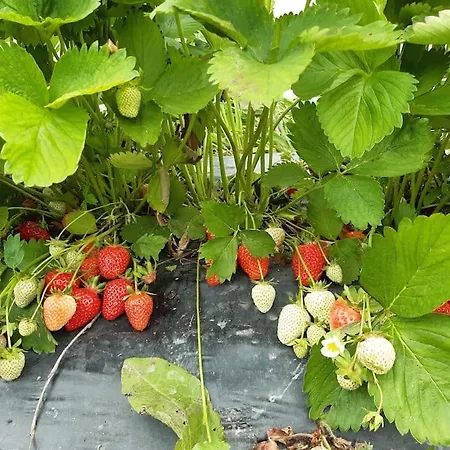 Au Bocage Parfume Gite De La Ciflorette*** Wirwignes Buitenkant foto